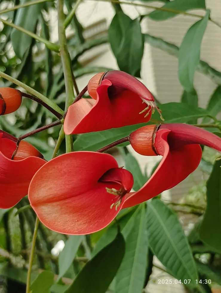 多年來終得親她顏