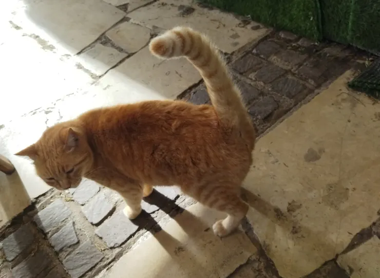 馬爾他的貓完全不怕人