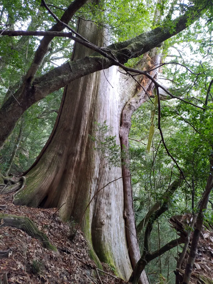 往西丘斯山中途一半枯死的紅白神木