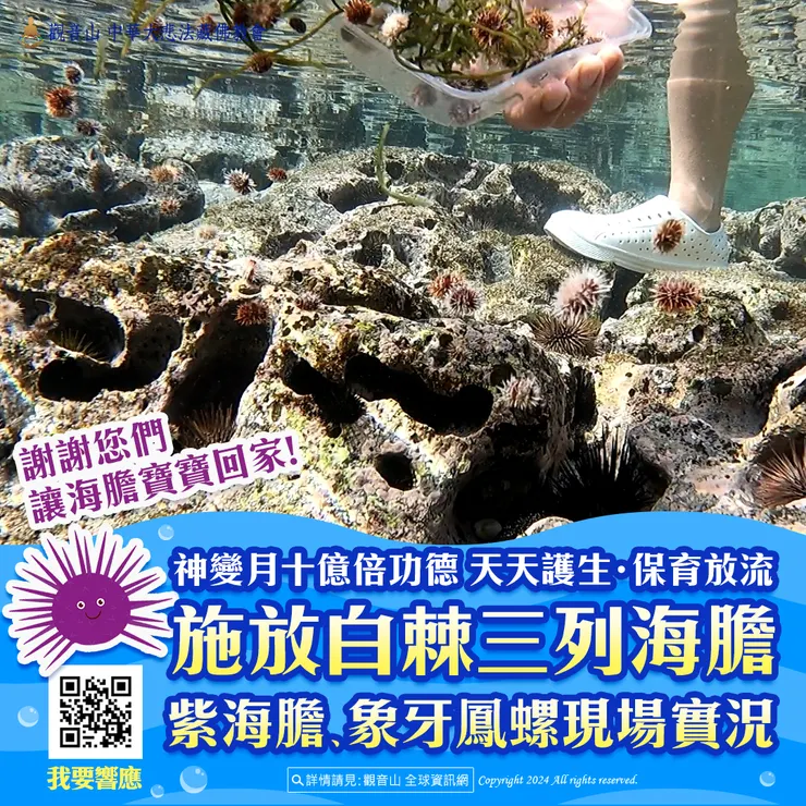 觀音山 神變月十億倍功德 天天護生‧保育放流 施放白棘三列海膽、紫海膽、象牙鳳螺現場實況