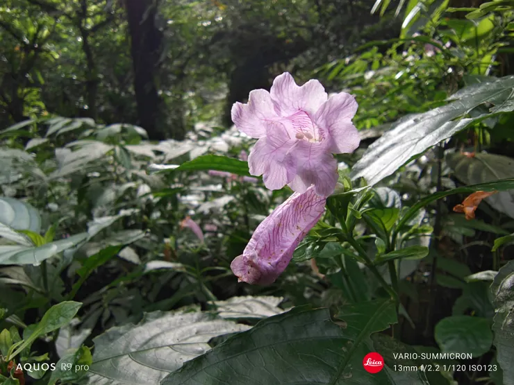 馬藍花(SHARP AQUOS R9 pro,13mm微距)
