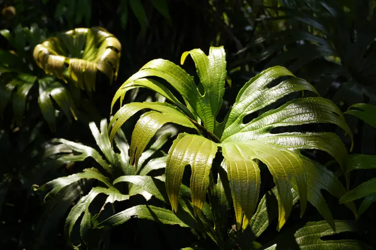 在淡蘭古道上可見的「活化石」雙扇蕨,也是淡蘭古道識別系統標誌的視覺要素取材來源