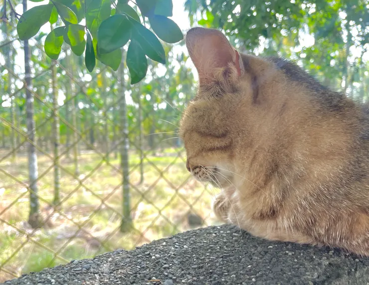可愛小花花,喜歡在家中的圍牆上沉思。