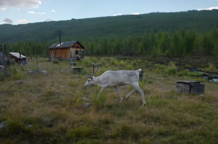 Reindeer in the Evenki camp