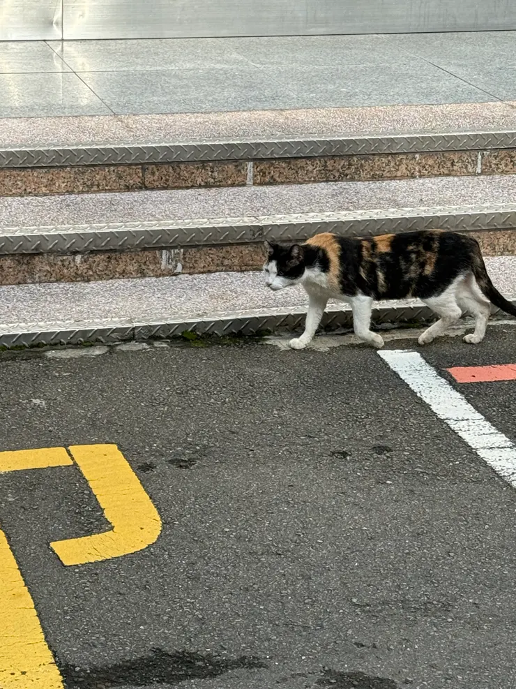 2025/12/02 去辦公室路上看到的貓