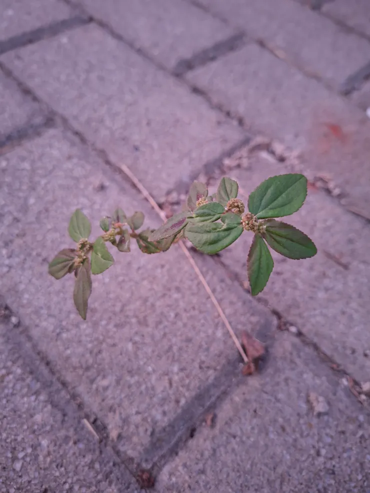 有一種光，仍在天邊。 有一個人，努力活著