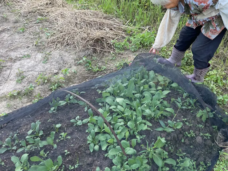 阿媽之前播種的青江菜