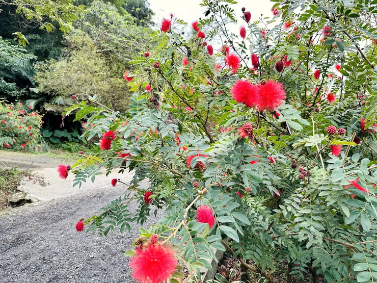 【鳶山紅樓】新北三峽景觀餐廳推薦！精緻創意無菜單料理套餐，絕