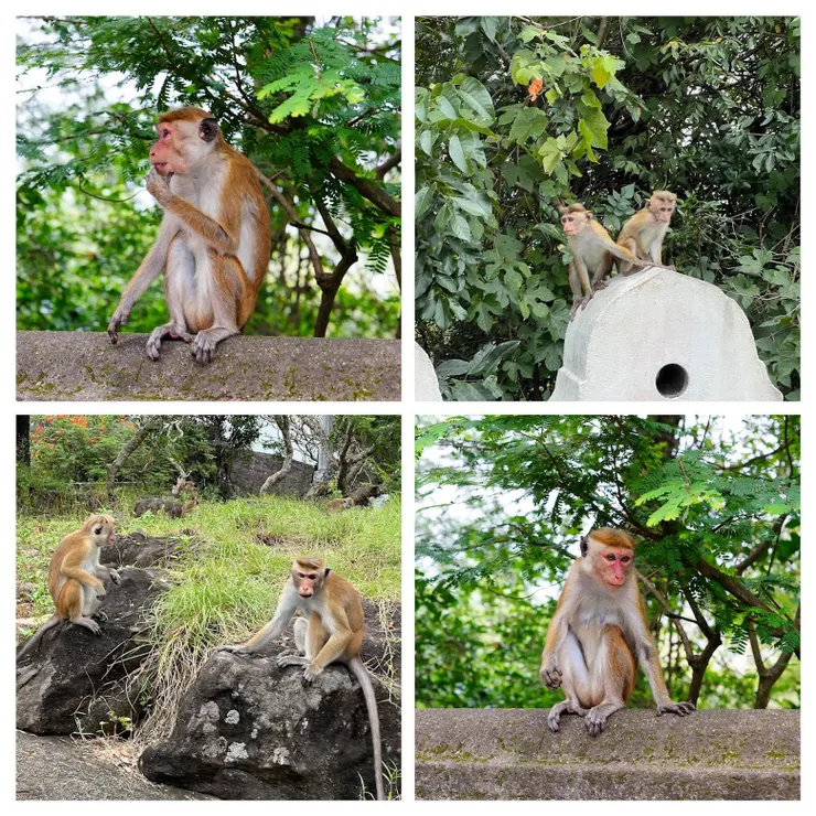 路旁不時會看見斯里蘭卡獼猴