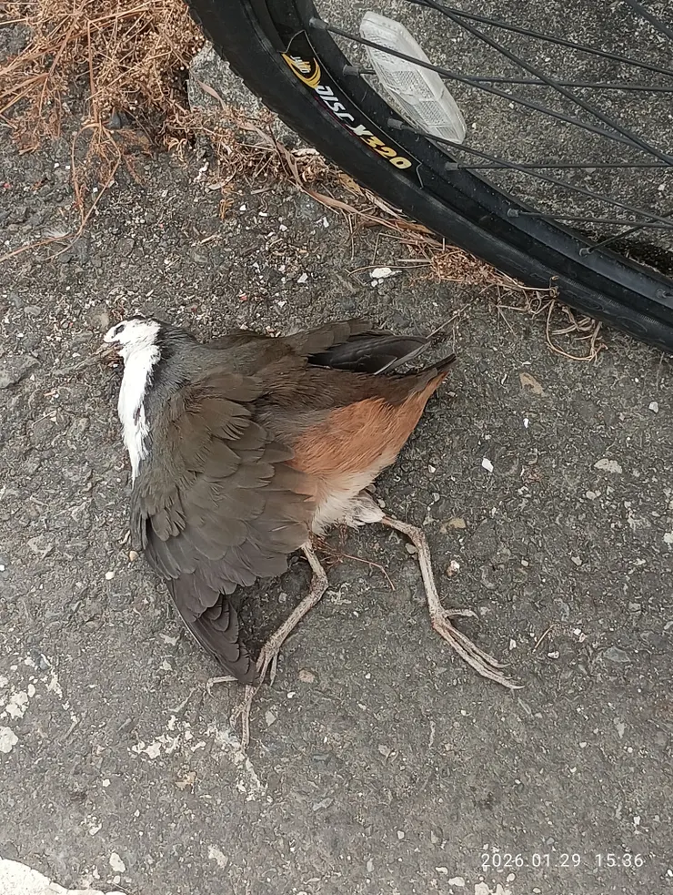 單騎見“白腹秧雞”遇車劫，車停移其安頓