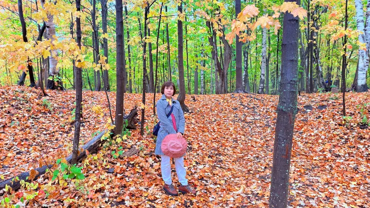 雨水打落一地楓葉