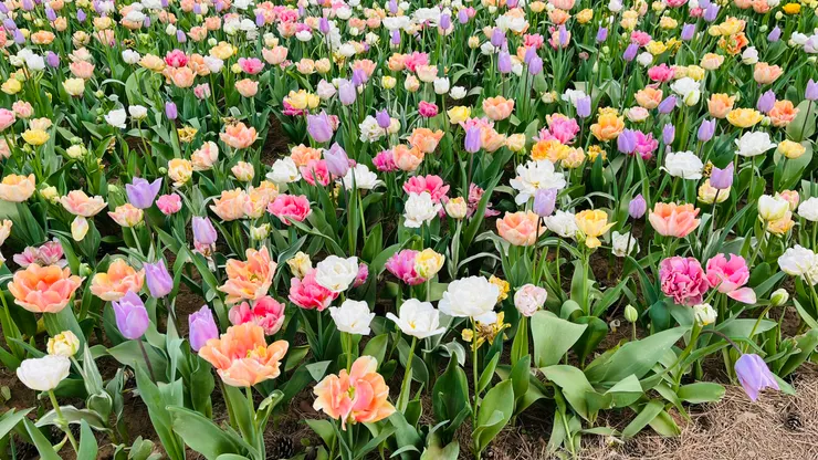 偏淡的色系也完美。