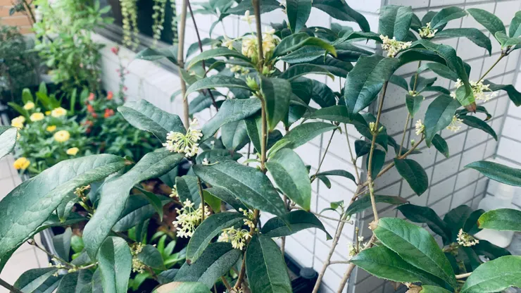 盛開桂花的香氣真的很不得了哩