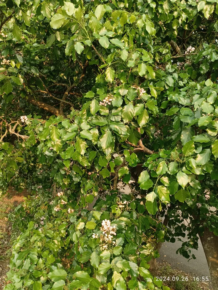 水黃皮紫色花也開了