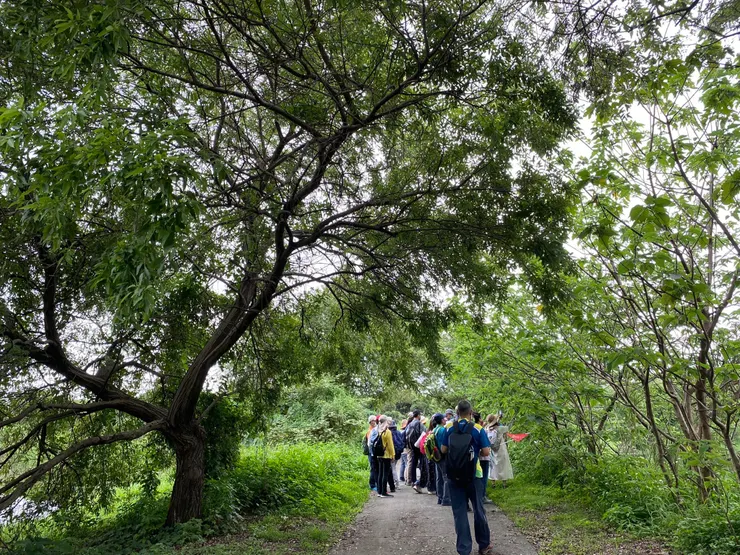 姿態萬千的水柳