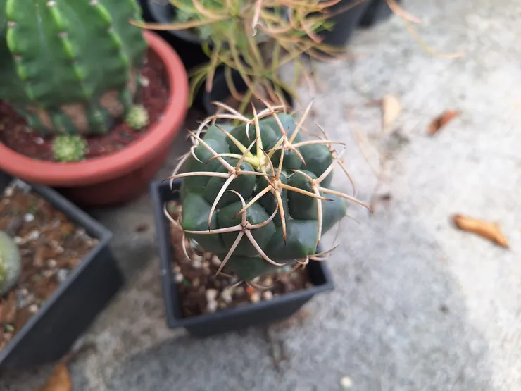 用側芽嫁接的幼苗