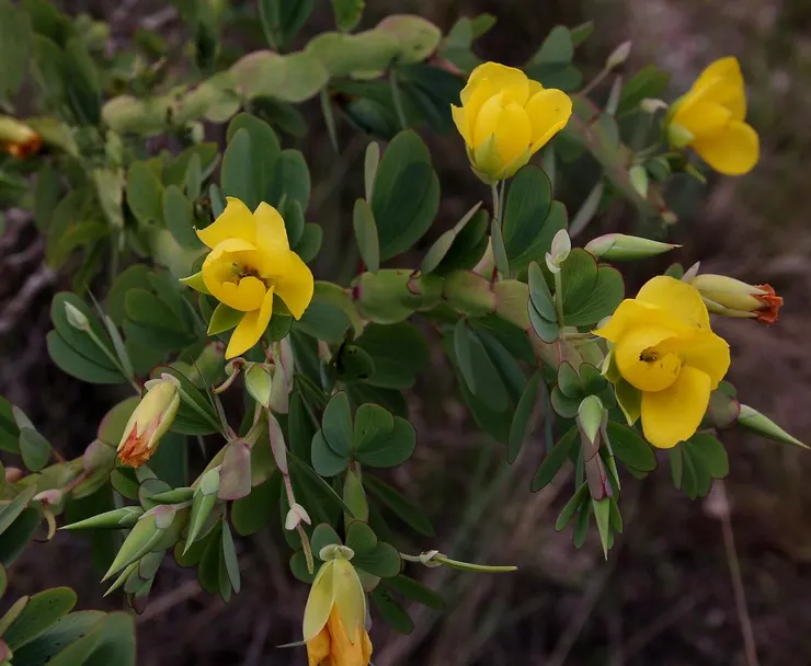 Chamaecrista latistipula。圖片取自Flicker。