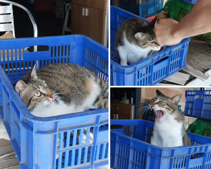 ▲2025花現台七「桃園繡球金針農遊趣」/ 圖片來源：Betty's Jump Diary