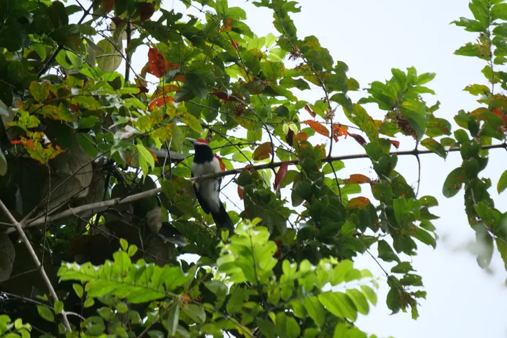 好不容易拍到紅色臉