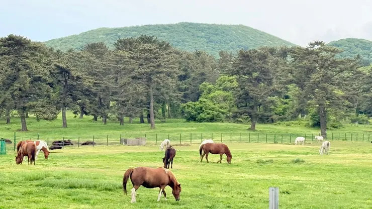 濟州果下馬被指定文化財受到保護