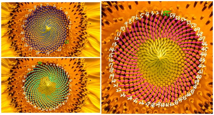向日葵螺線示意圖,圖片出自〈大自然的數學密碼:Fibonacci Numbers〉影像截圖 https://reurl.cc/WRXDgx