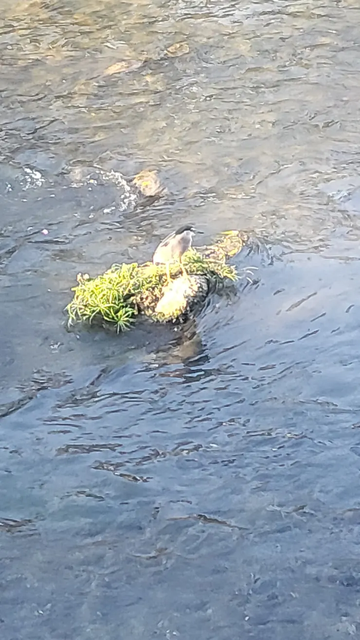 柳川夜鷺(李建崑攝影)