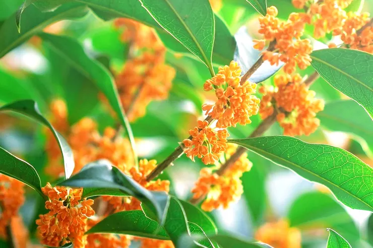 病起蕭蕭兩鬢華，臥看殘月上窗紗。豆蔻連梢煎熟水，莫分茶。枕上詩書閒處好，門前風景雨來佳。終日向人多蘊藉，木樨花。-- 李清照