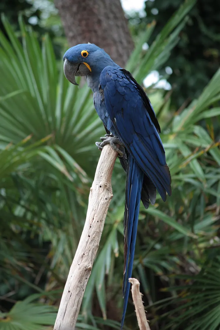 法國拉帕爾米勒動物園圈養的紫藍金剛鸚鵡