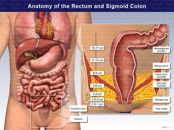 人類肛門→直腸→乙狀結腸的長度示意圖。最上端也就是 標示 15-17cm 處的 Rectosigmoid junction 就是直腸與乙狀結腸的交界處，距離肛門口15-17cm。