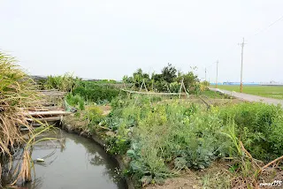 支線跨過圖中的水溝向圖左而去(往大林方向拍)