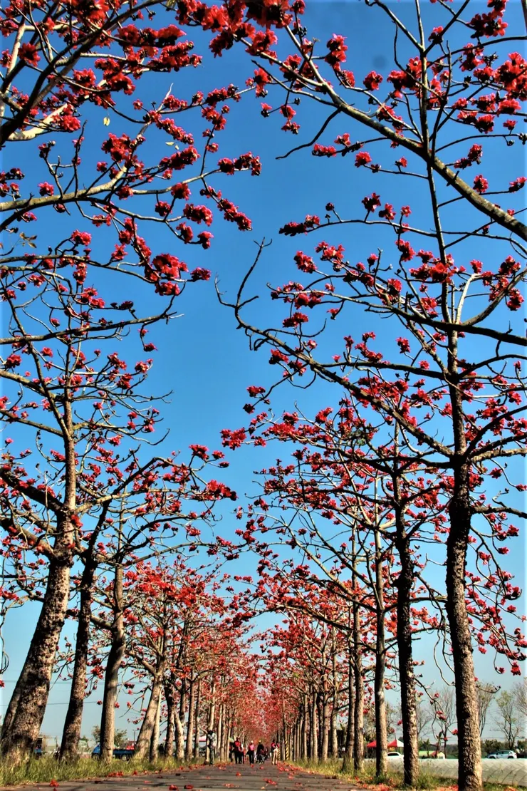 白河「林初埤木棉花道」曾被推選為全球最美花海街道之一