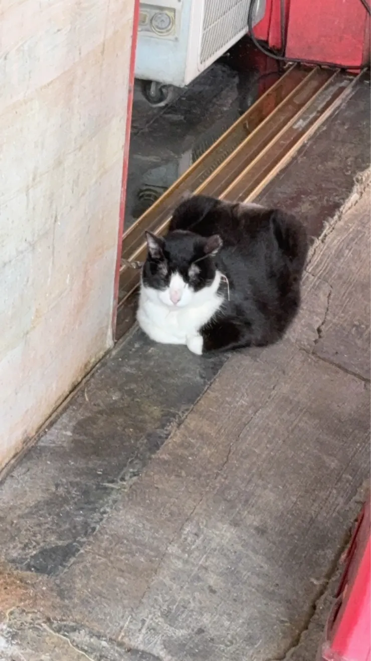 2026/04/13 西瓜哥上班遇到的貓