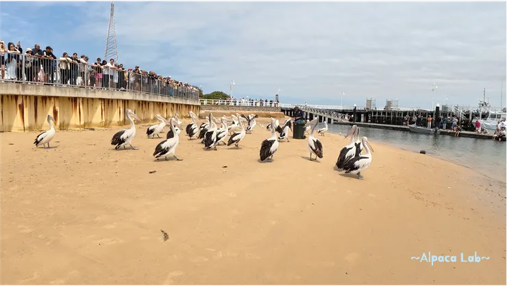 可以在看台上、沙岸上或是碼頭上觀看餵食秀歐,建議可以去看台,解說內容比較聽得清楚