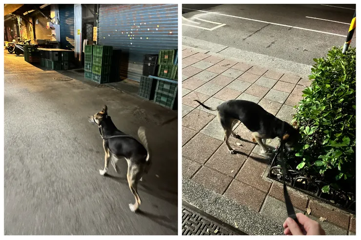 晚上出門散步吃飯