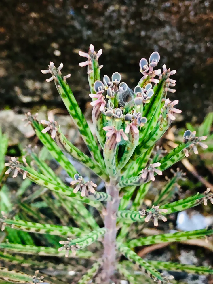 葉緣鋸齒狀缺刻,長出來的小芽就是"不定芽"。