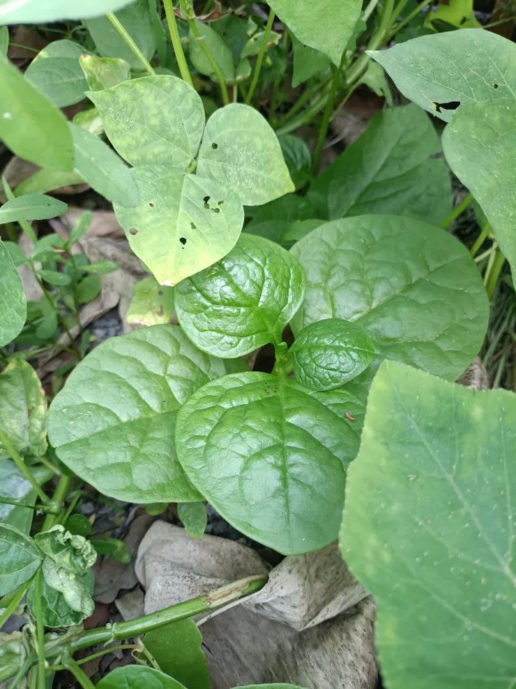 老天送來的禮物-皇宮菜，長得很好
