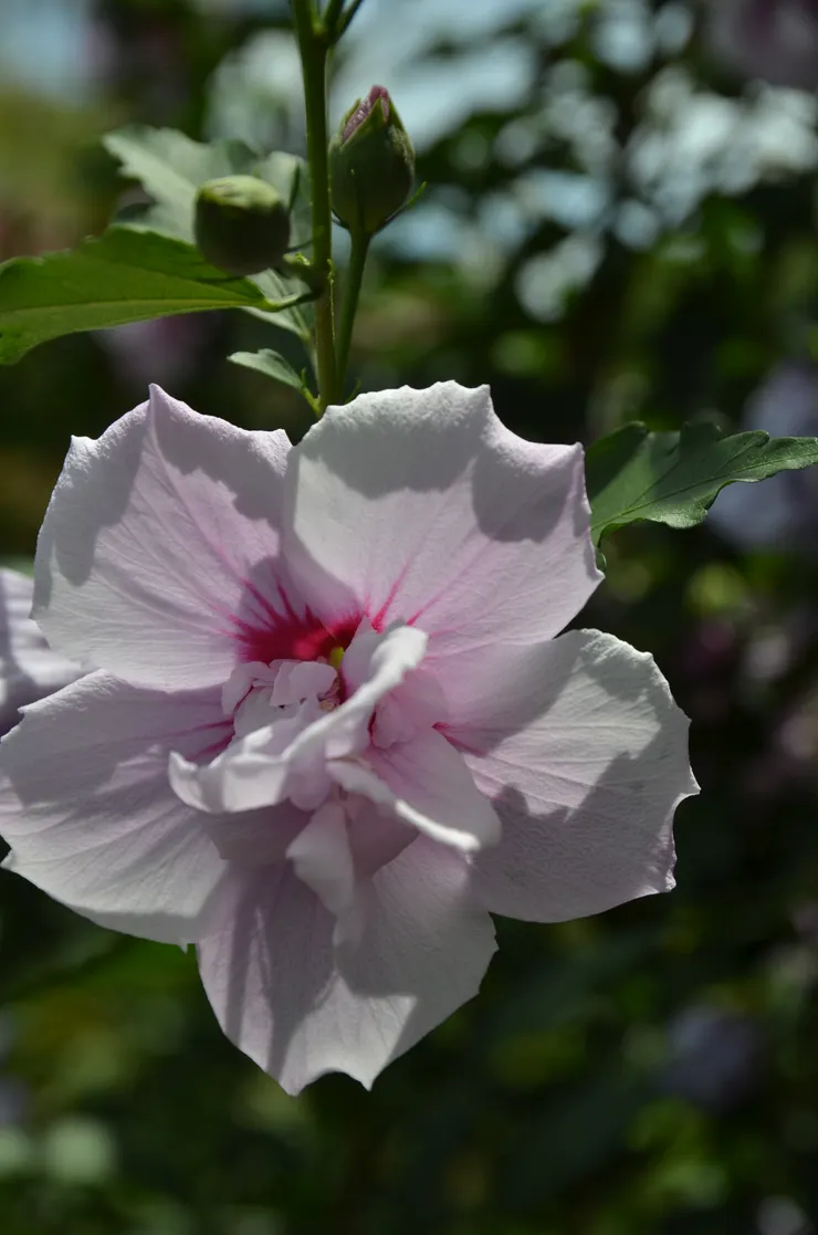 韓國人從木槿花的開落，感受到一股無窮無盡的生命力，它也是韓國的國花。