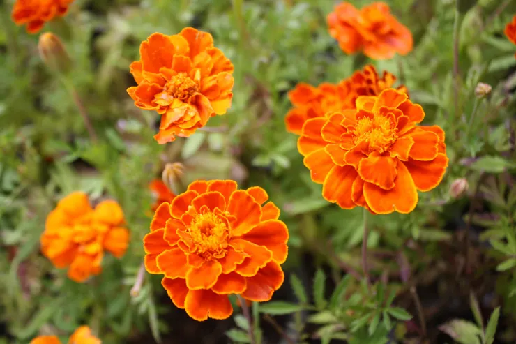 萬壽菊的舞會時光，拍攝於某日陽光下的小花園。