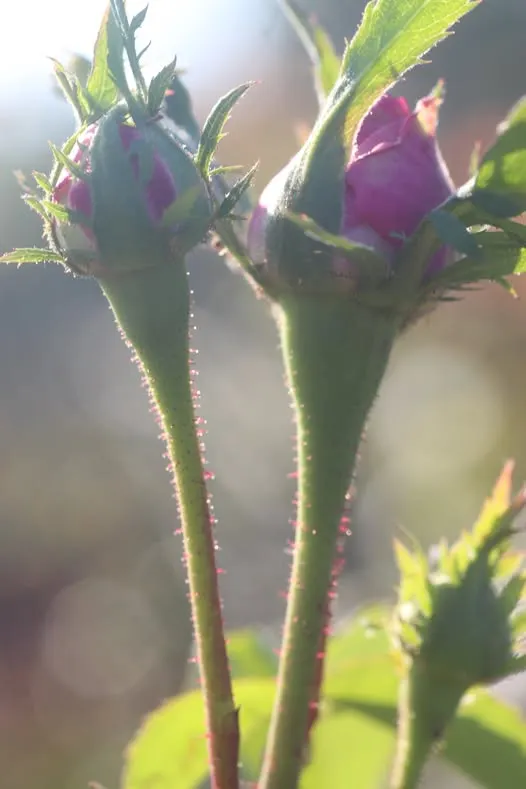 悉多尼的花萼與花莖密布著絨毛，有著大馬士革種類玫瑰的油包(精油)，散發著強烈的大馬士革玫瑰的香氣。