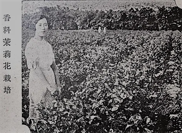 浮洲歡仔園地區的茉莉花栽培