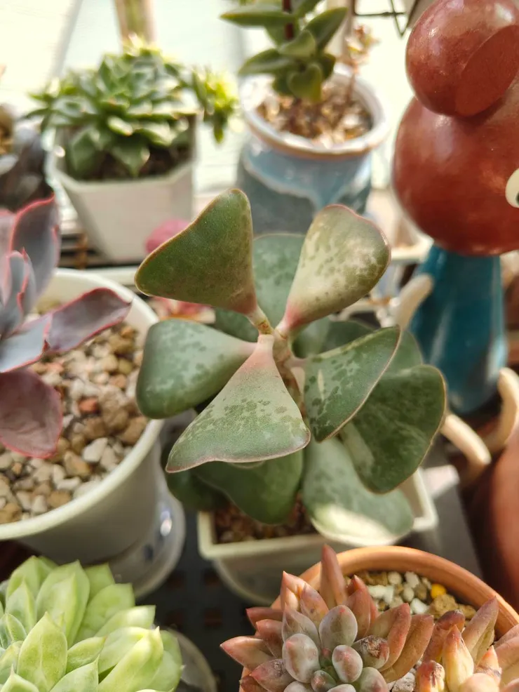 愛心型的葉子真的好可愛，只是它的陽光需求很強