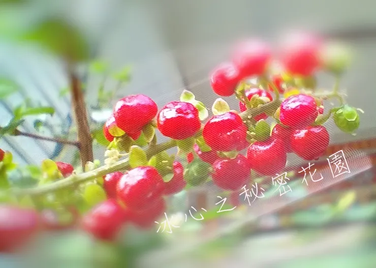 自家花園種的不知名植物