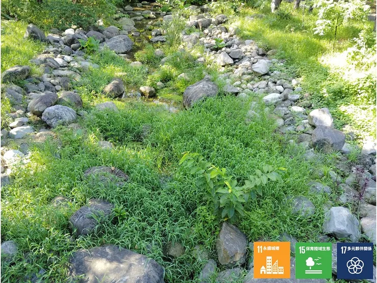 維護前的河道景觀──已被強勢的李氏禾等植物所占滿,進而造成水流淤堵、棲地陸化的狀況