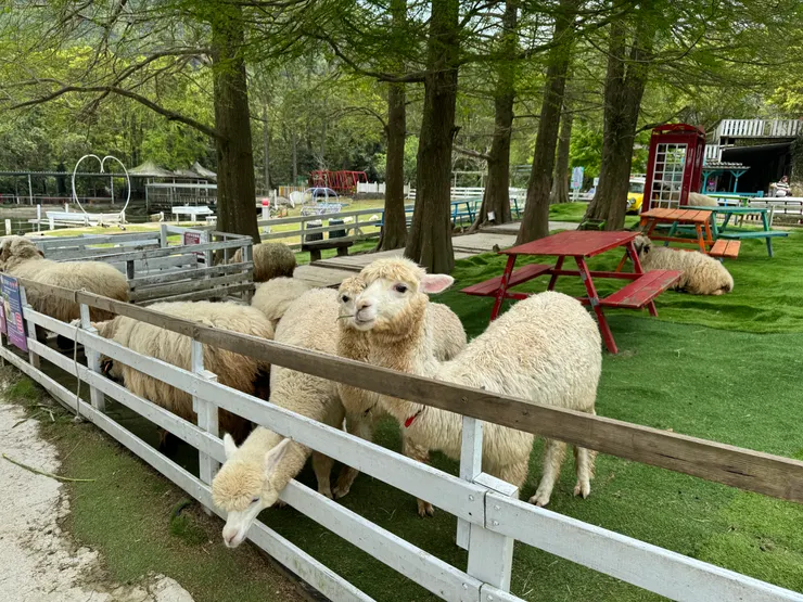 鼻子癢癢的羊駝