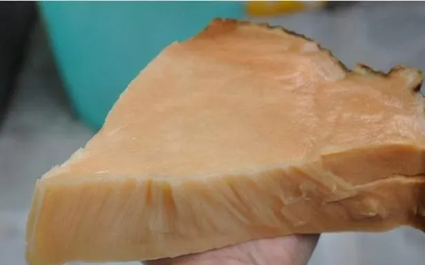 太歲以不死生命力著稱。牠既不是動物，也不是植物，更不是微生物，很有可能是存在於地球上的第四種生命形式。