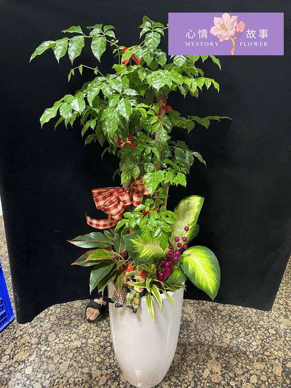 台南買盆栽，心情故事花房是您最好的選擇！這家花店擁有台南最多樣式和款式的盆栽，特別是觀葉植物，更是心情故事花房的強項之一