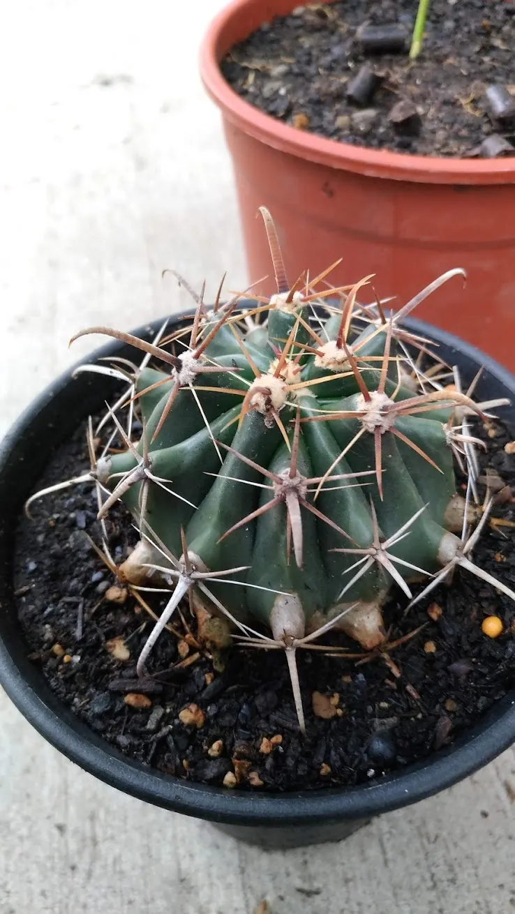 2018年11月17日拍攝