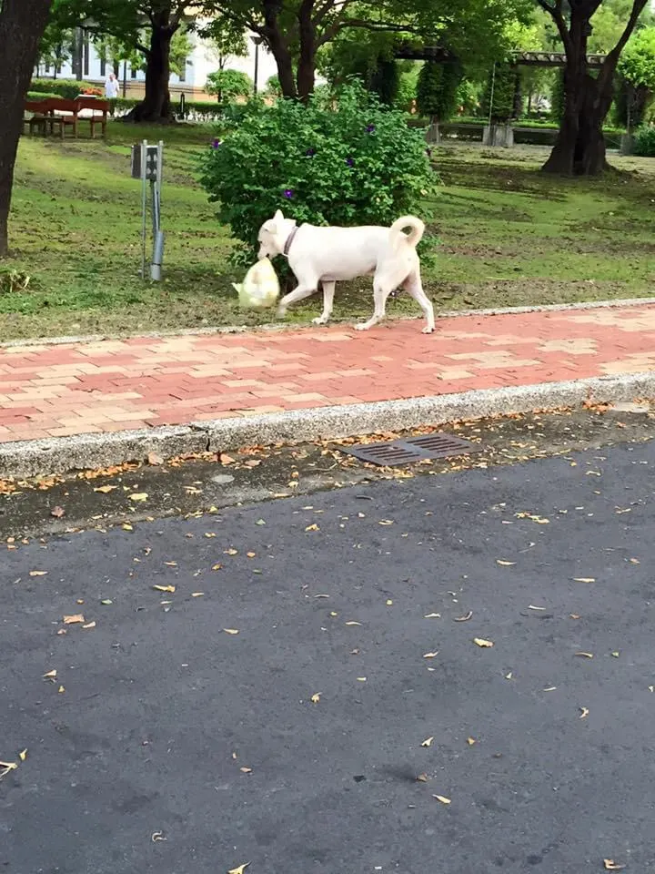 早起的大白叼垃圾❓