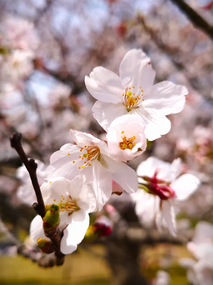 姬路城櫻花特寫。（攝影／陳宜彣）