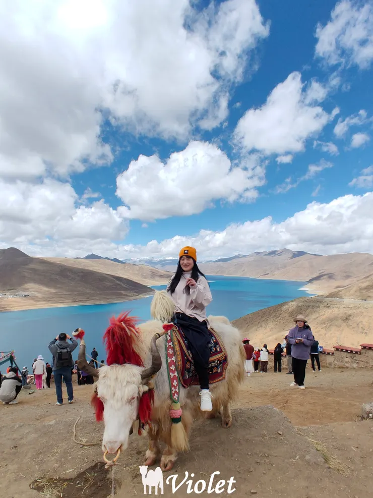 羊卓雍措騎氂牛